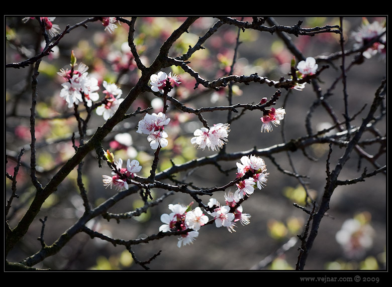 jarní květy