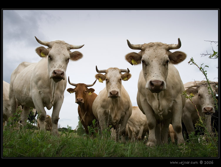 krávy 01