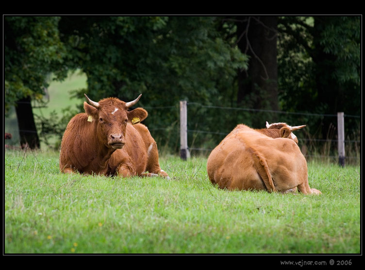 krávy 05