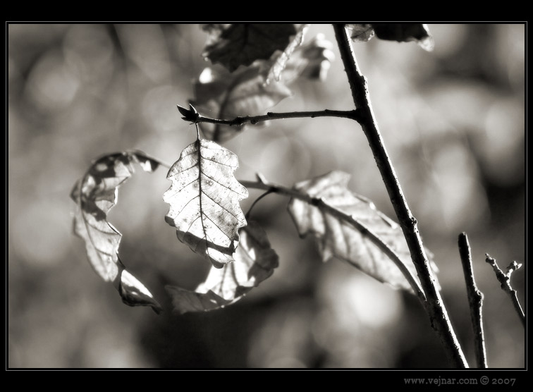 listí v lese