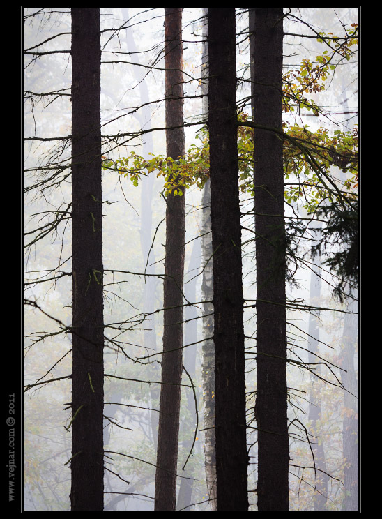 mlžný les