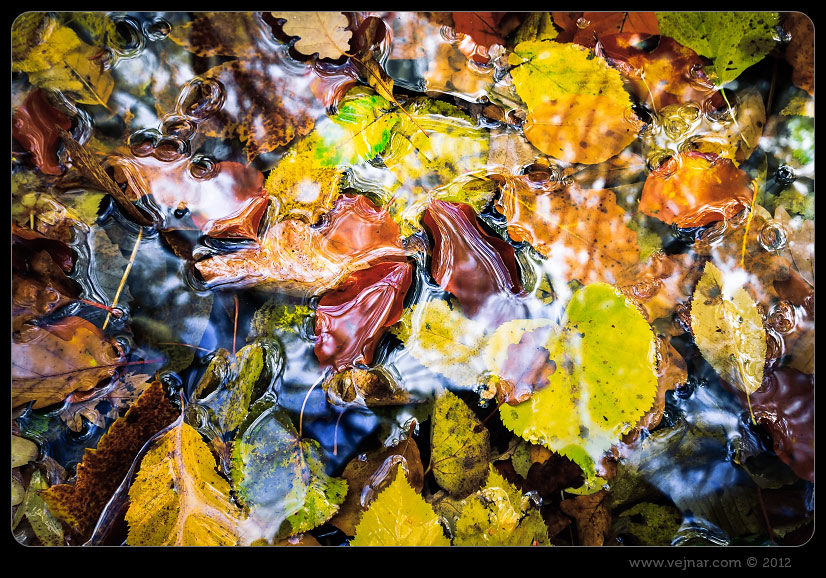 listí ve vodě