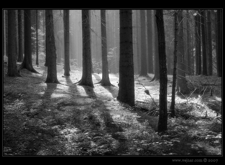 černobílé obrázky přírody 04