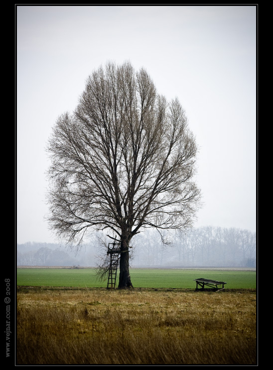 strom v mlze