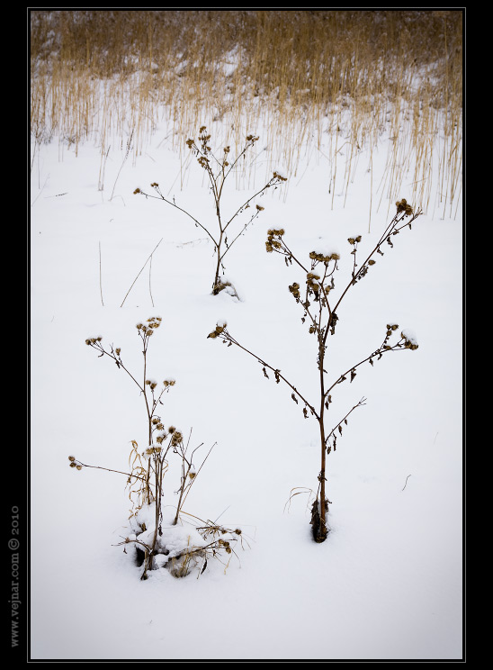 příroda v zimě