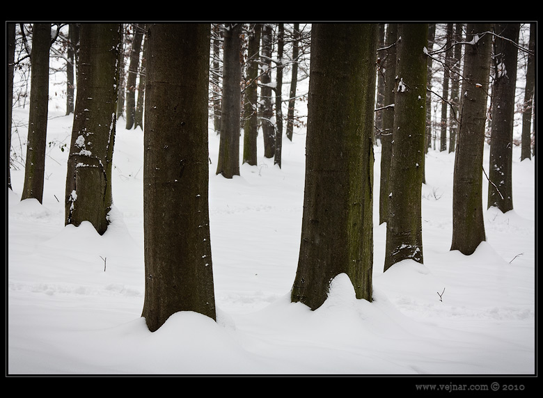 zimní stromy