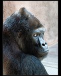 gorila richard