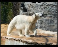 medvěd lední