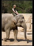 slon indický fotky