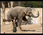 slon indický obrázky