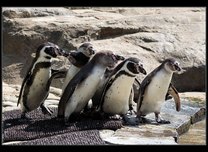 tučňáci 2