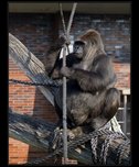 gorila fotografie