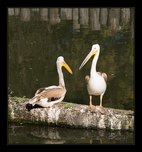 pelikán fotografie