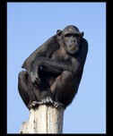 šimpanz fotografie
