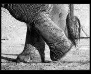 slon africký foto