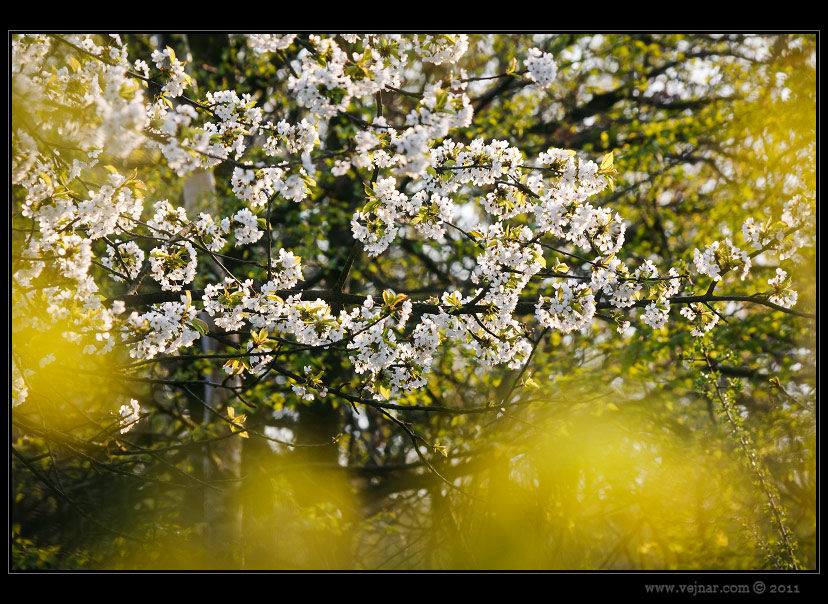 spring flower