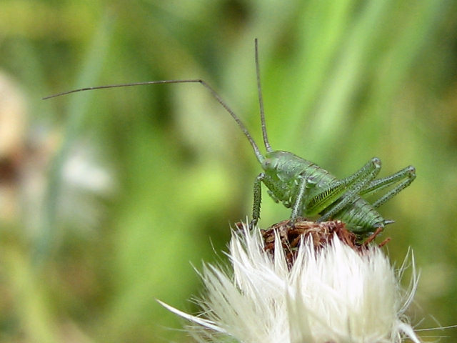 makro fotografie - kobylka