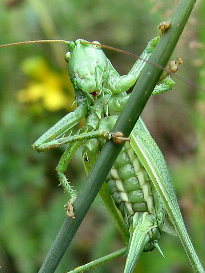 makro fotky kobylek